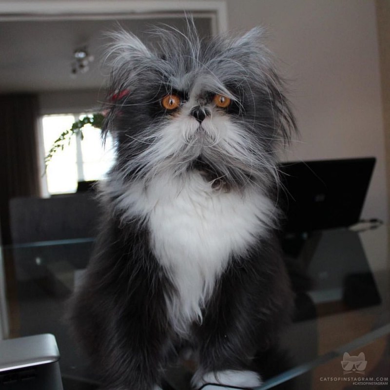 Сонный лохматый котенок
