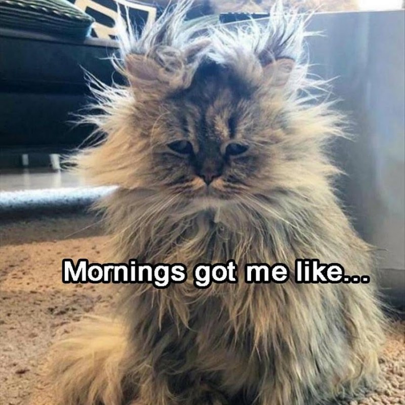 Взъерошенный котенок