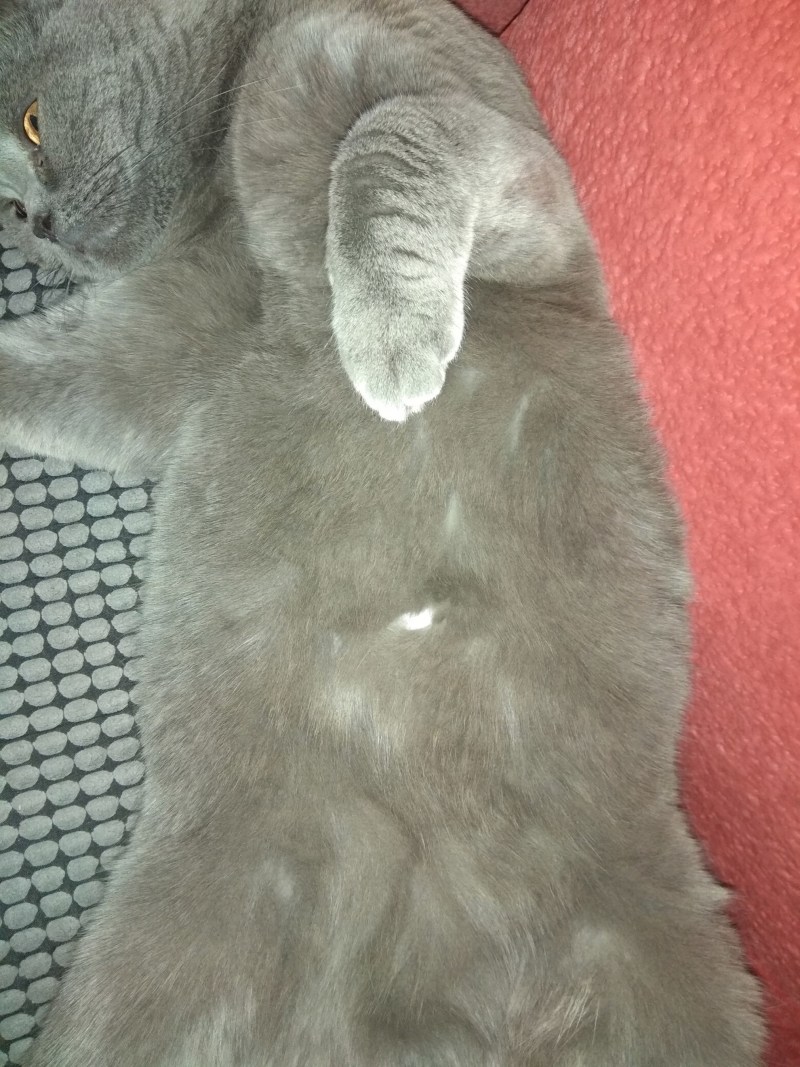 Татуировка кошка на животе