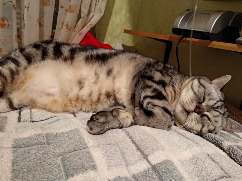 Кошка тяжело дышит