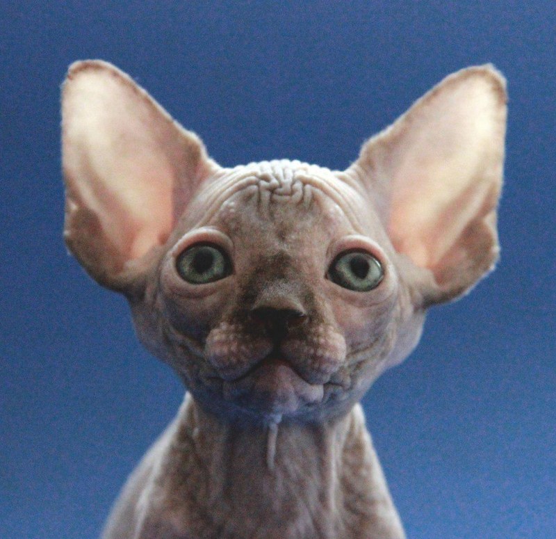 Кот сфинкс