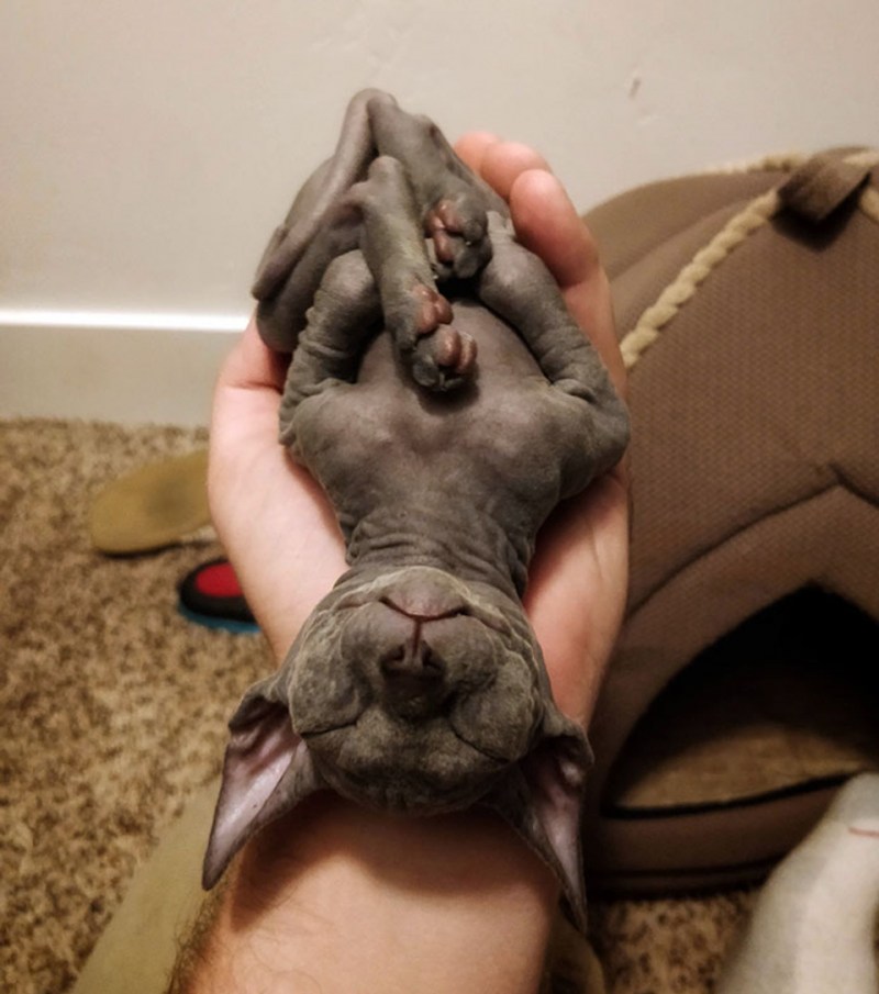 Сфинкс кошка