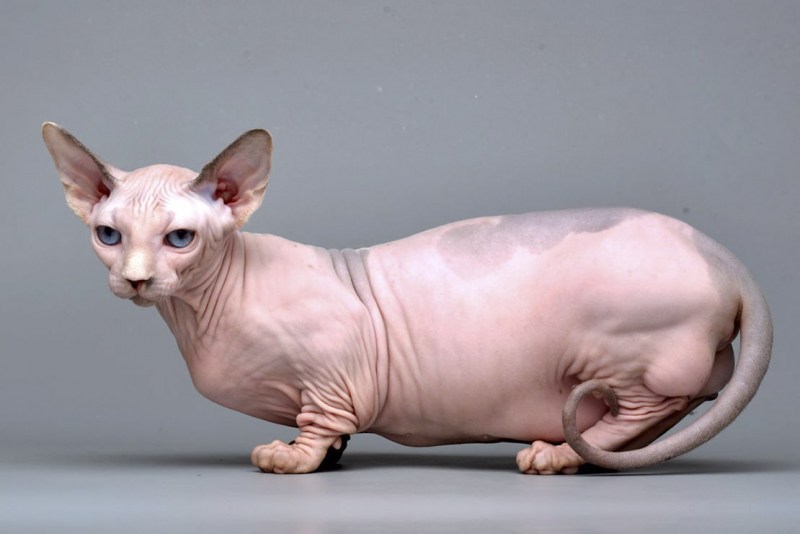 Египетский сфинкс кошка фото