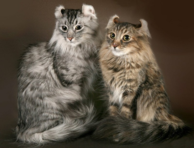 Кошка американский керл