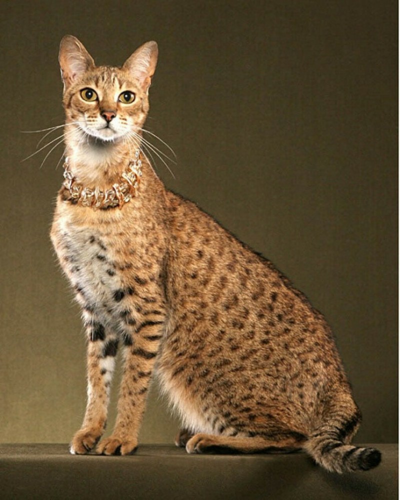 Саванна кошка
