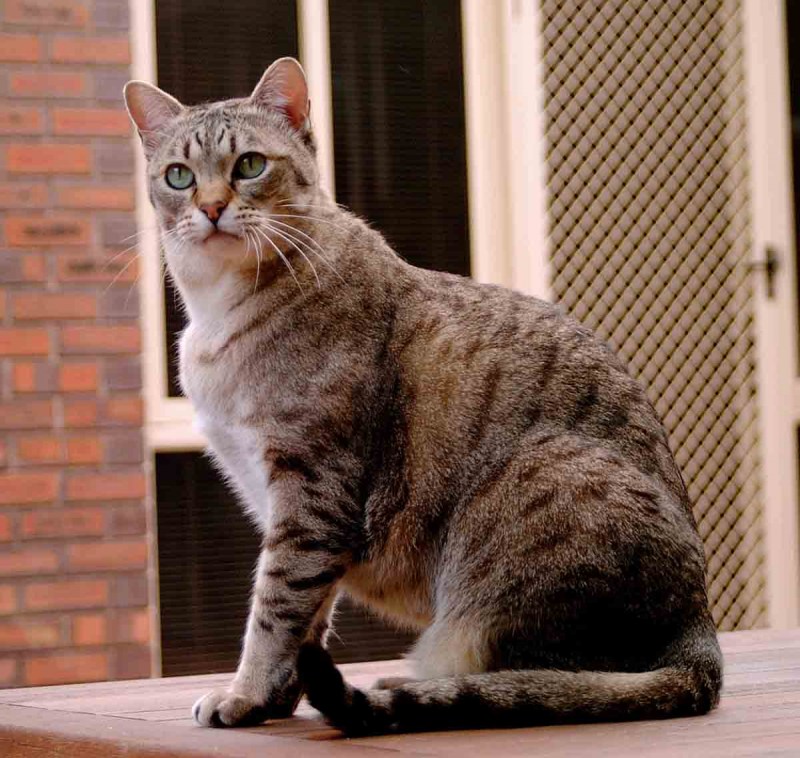 Аравийский МАУ кот