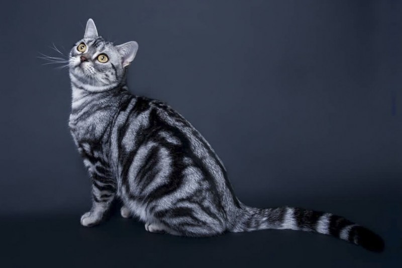 Американская короткошерстная кошка черная