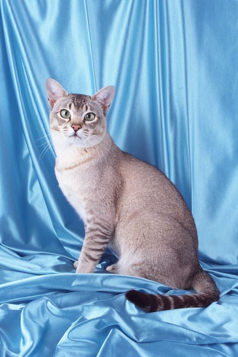 Азиатский табель кошка