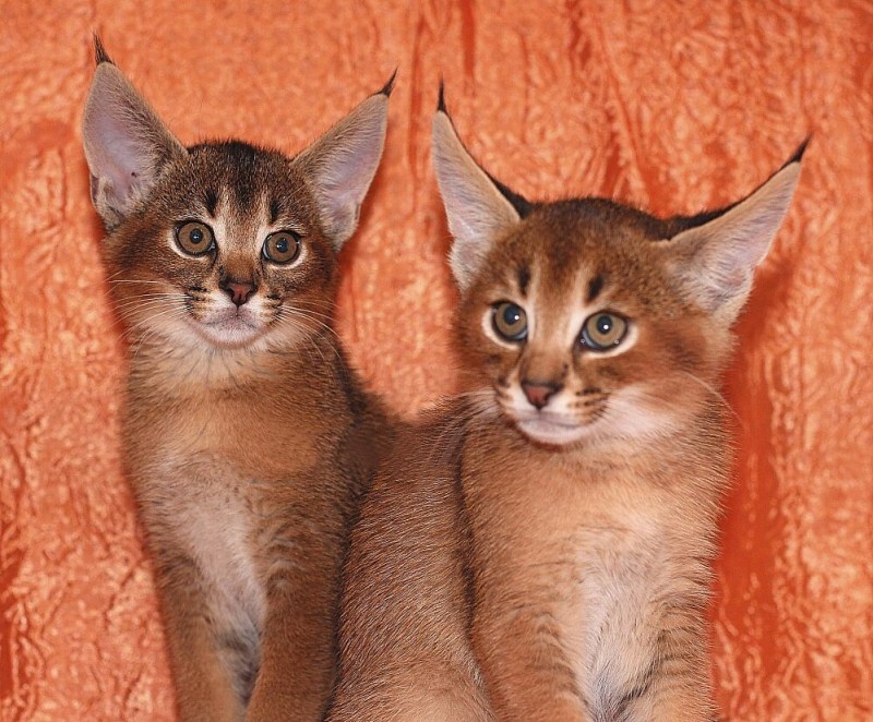 Каракет Абиссинская кошка