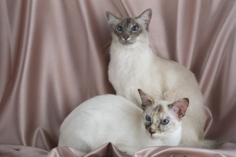 Балинезийская табби кошка