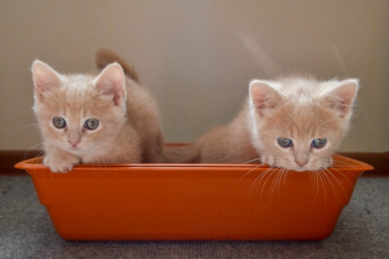 Лоток для котят маленький