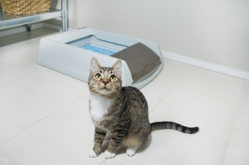 Кошка около лотка