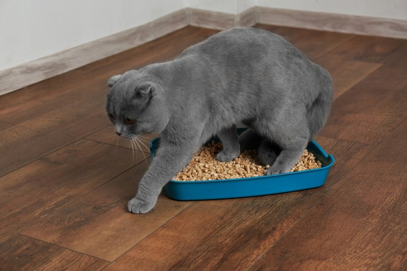 Лоток для британского кота