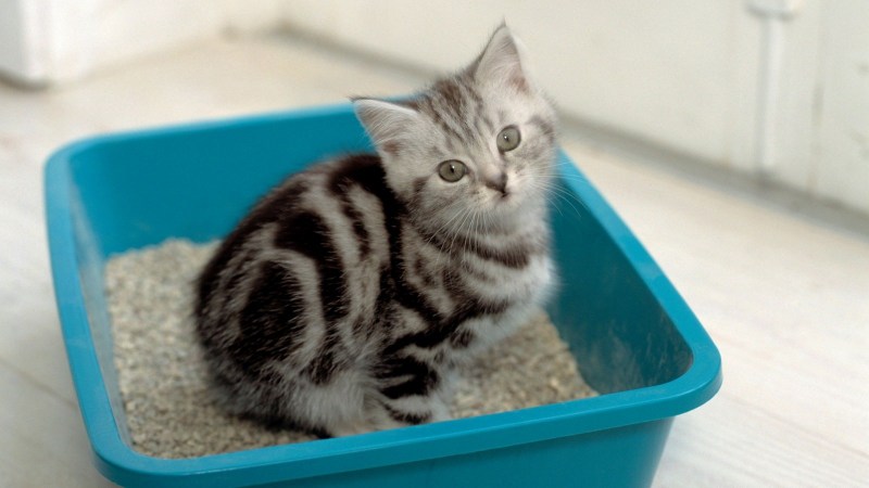 Лоток для котят
