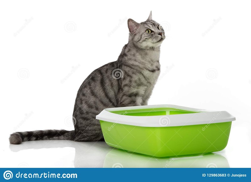 Лоток для котят