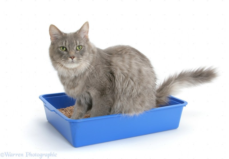 Кошачий лоток с котом