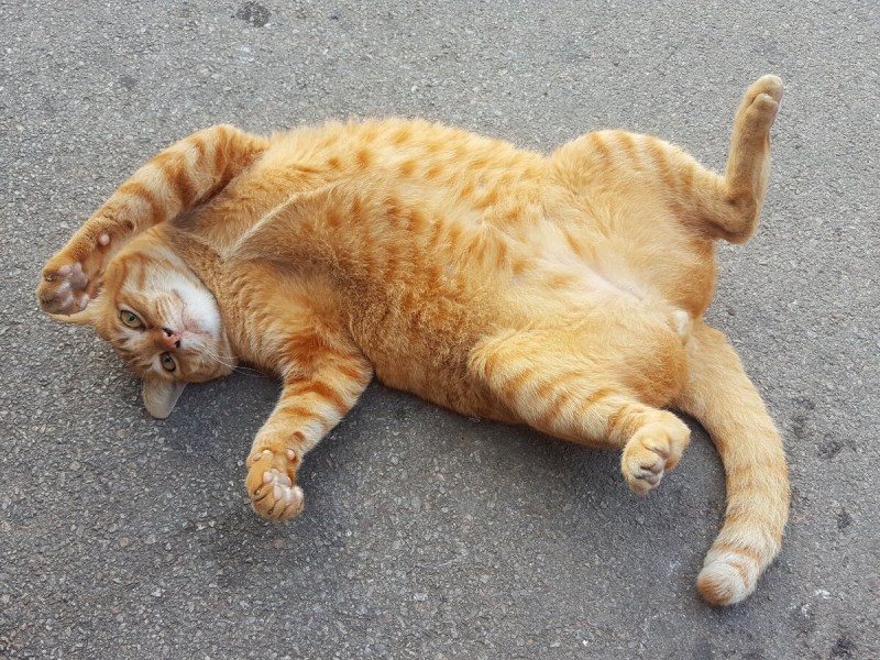Скоттиш страйт Хосико