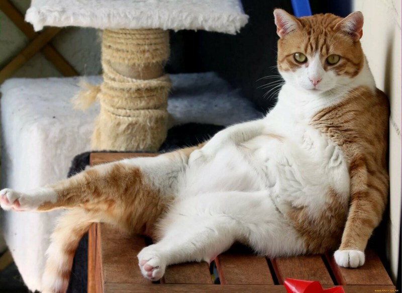 Рыжий кот