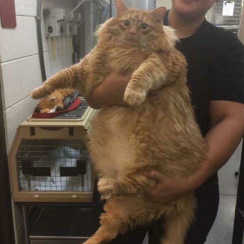 Пухлые котики