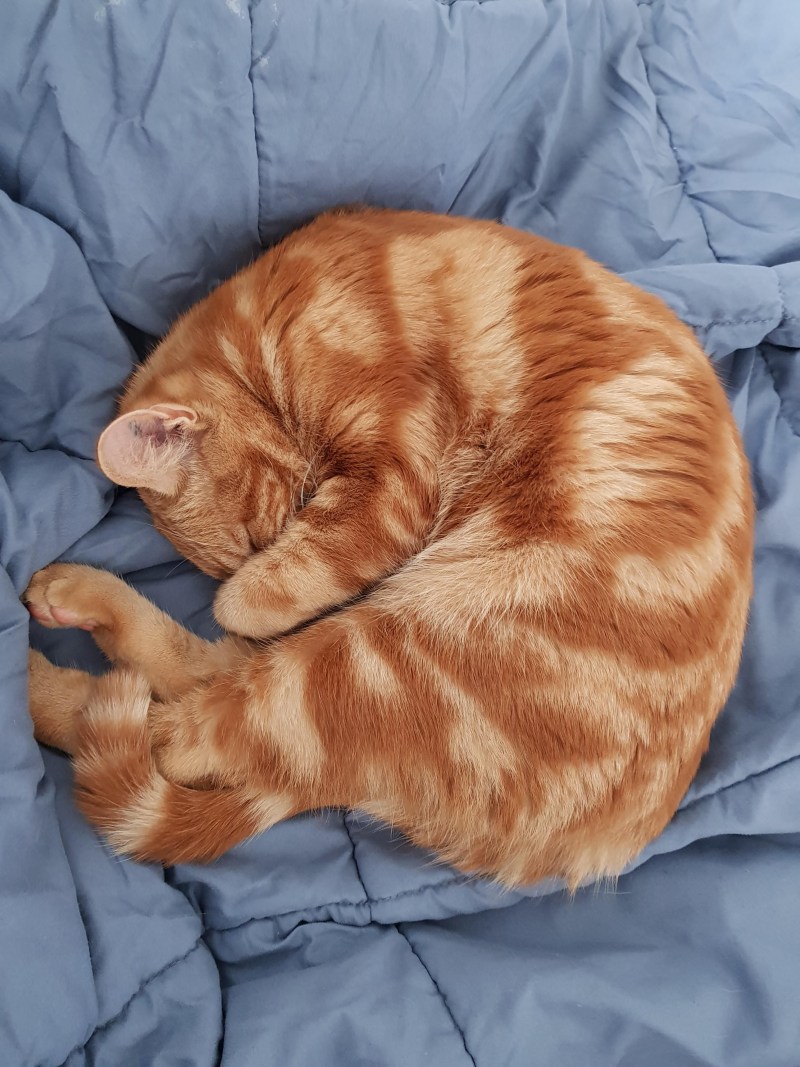 Жирный котик