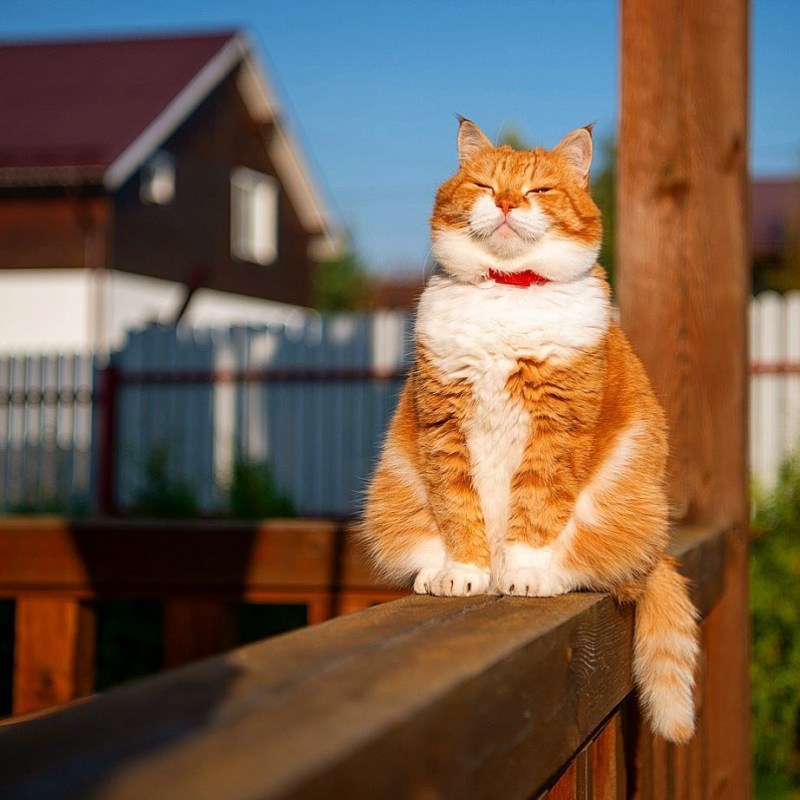 Скоттиш страйт Хосико