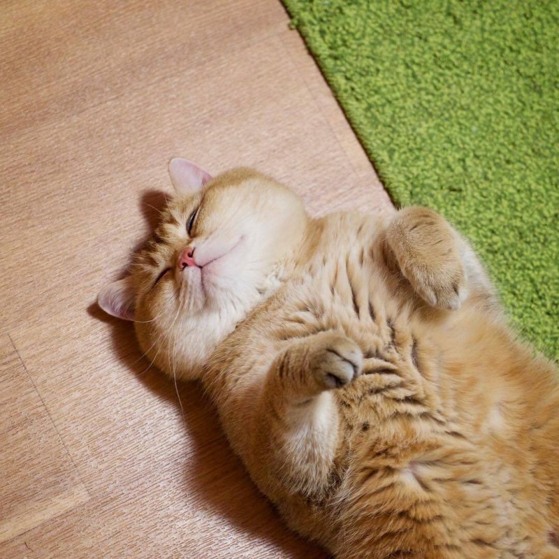 Толстый рыжий кот