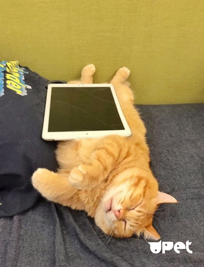 Рыжие коты