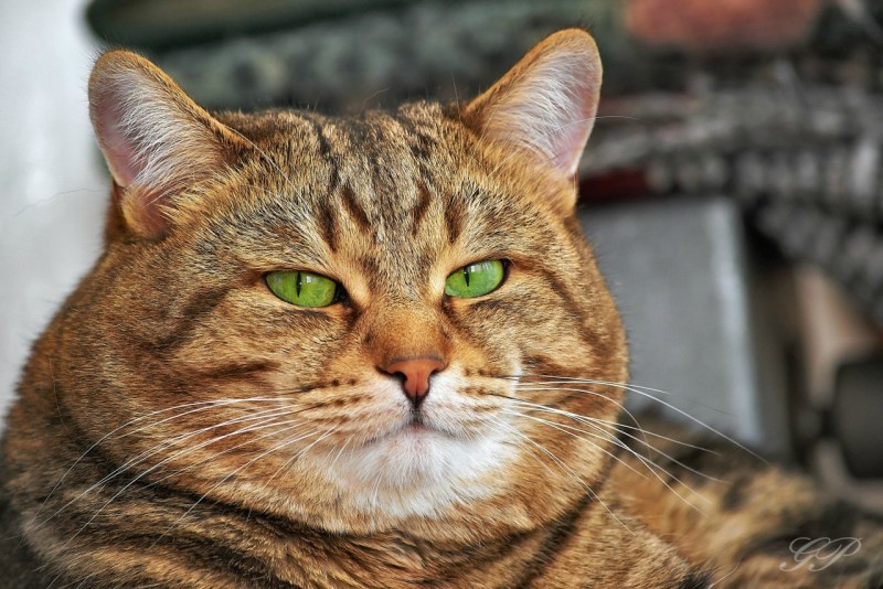 Ботеро Фернандо коты
