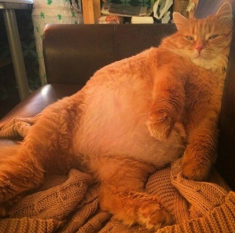 Упитанный рыжий кот