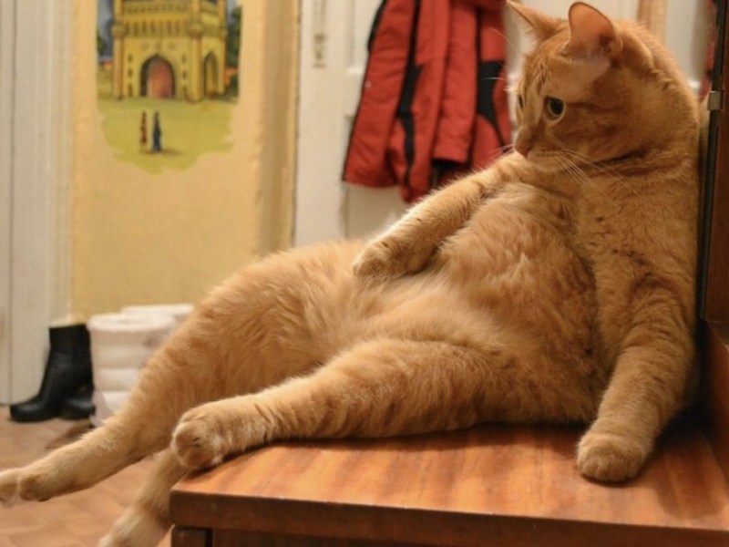Толстые рыжие коты