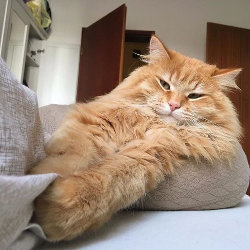 Жирные рыжие коты