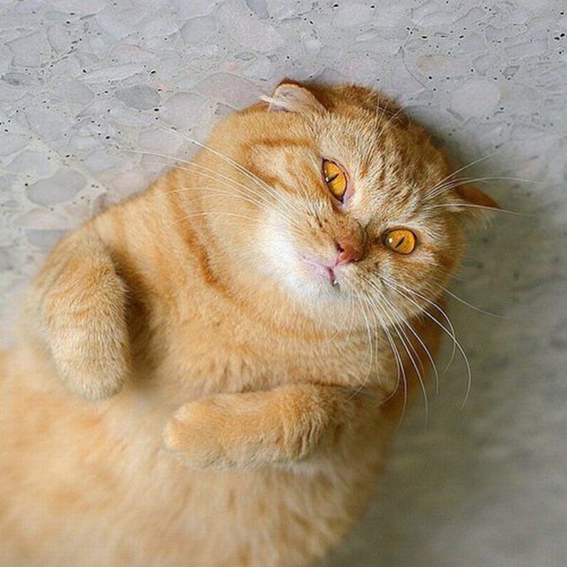Упитанный рыжий кот