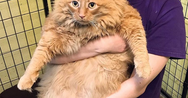 Толстые рыжие коты