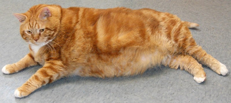 Толстый рыжий кот