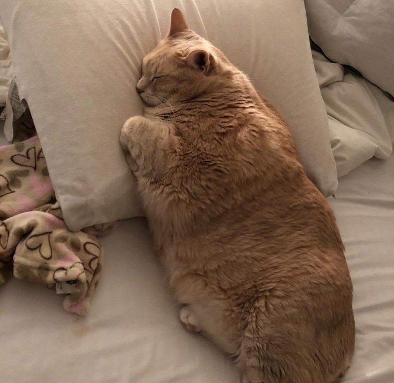 Лео кличка для кота