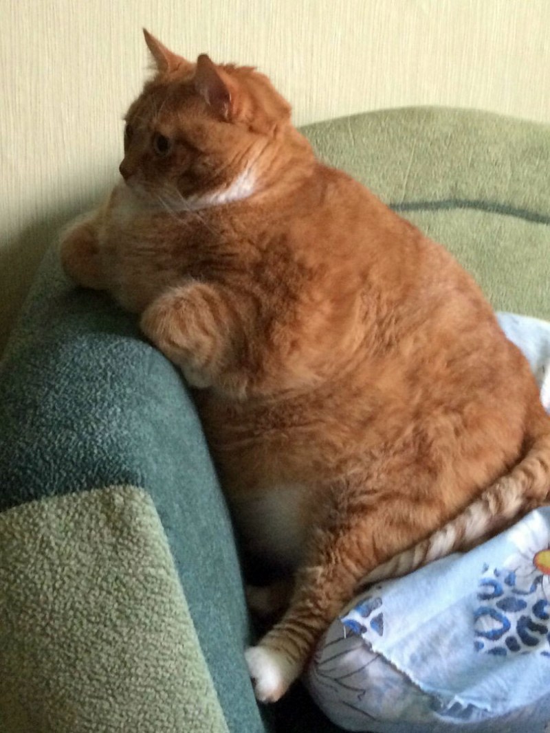 Толстый котик спит