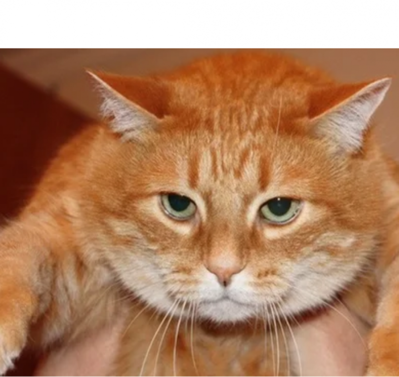 Толстый рыжий кот