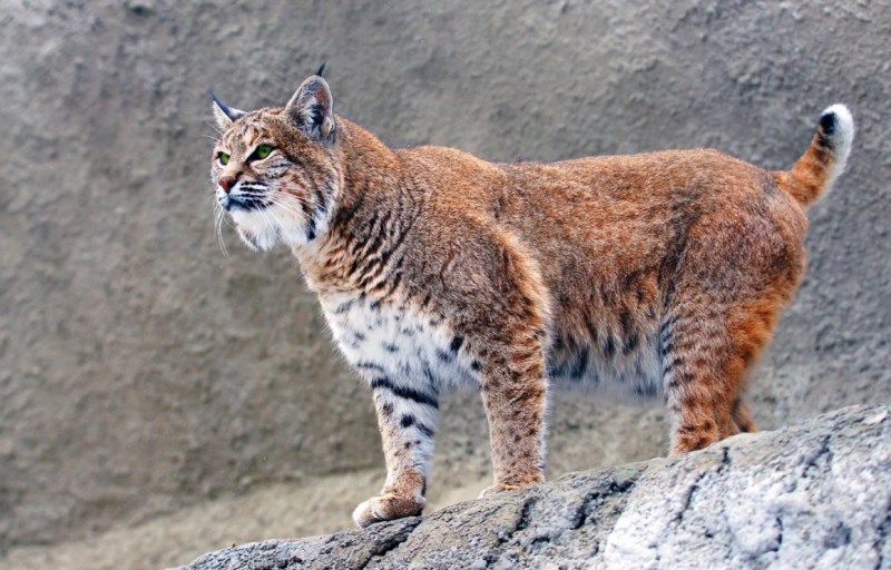 Tia Рысь