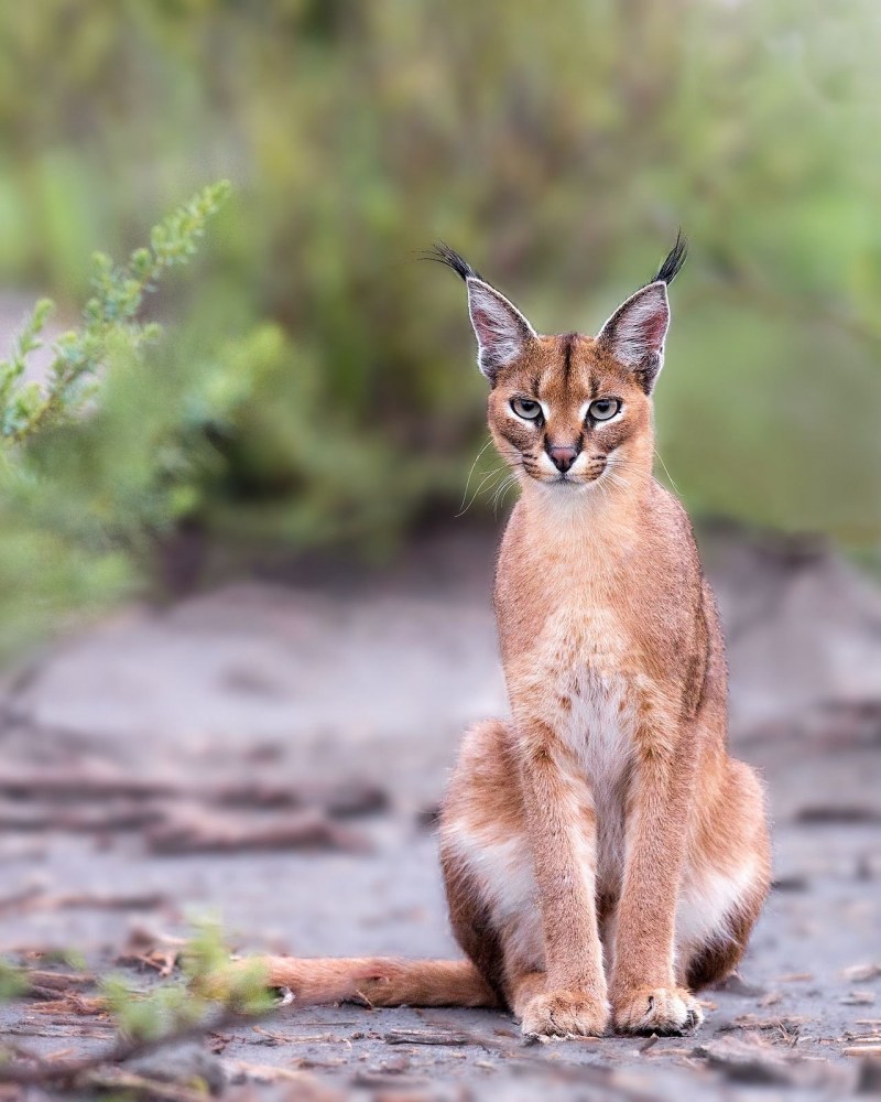 Кот породы каракал