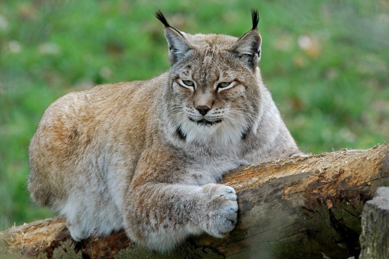 Котята породы каракал