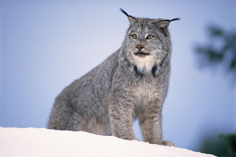 Bobcat порода