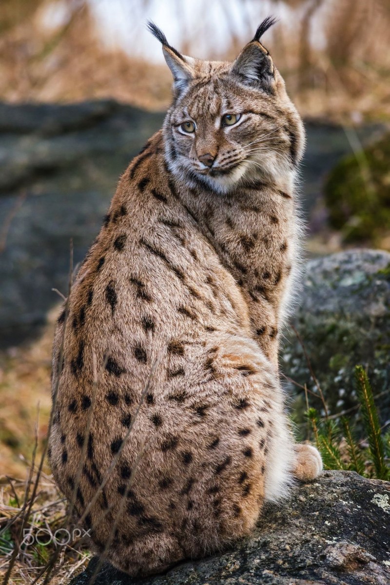 Бобкэт кошка
