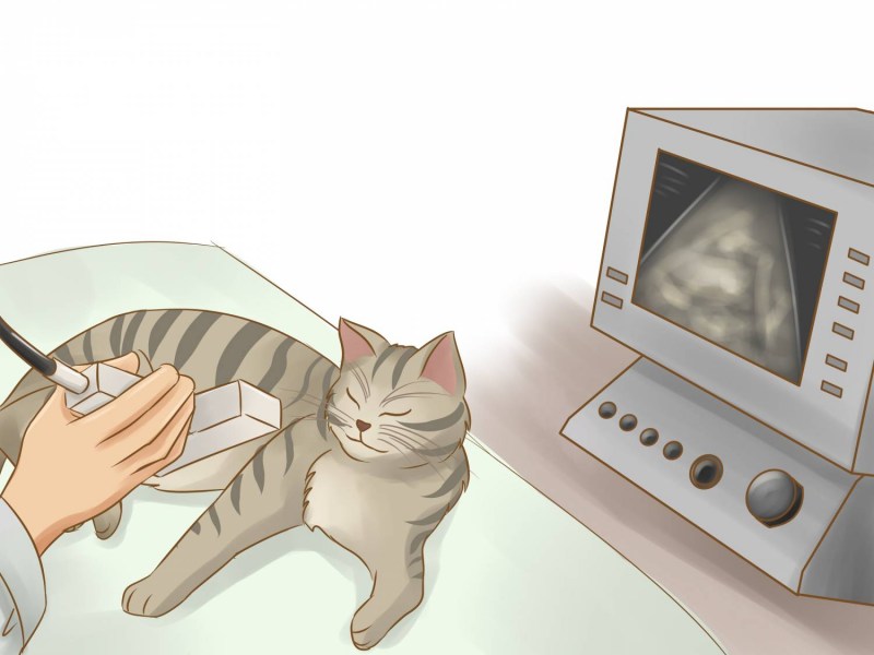 Новорожденные котята глаза