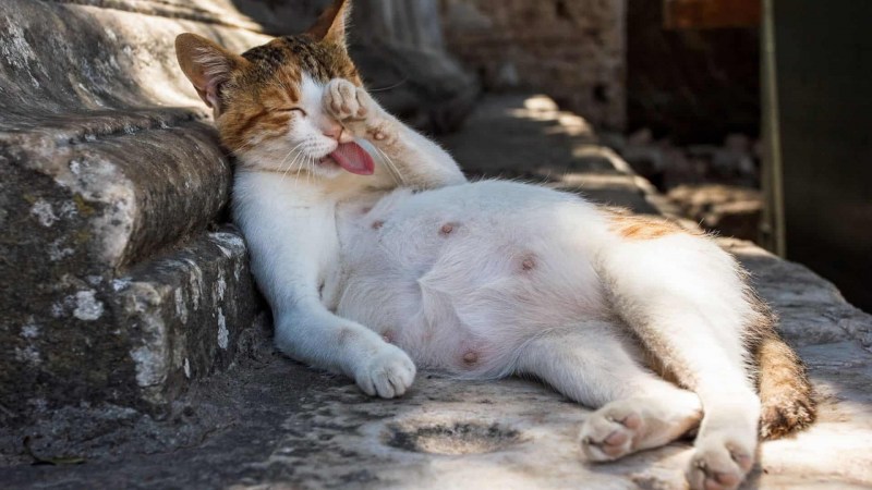 Беременная кошка рожает