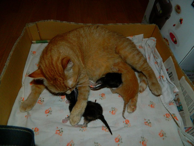 Кошачьи гнездышки