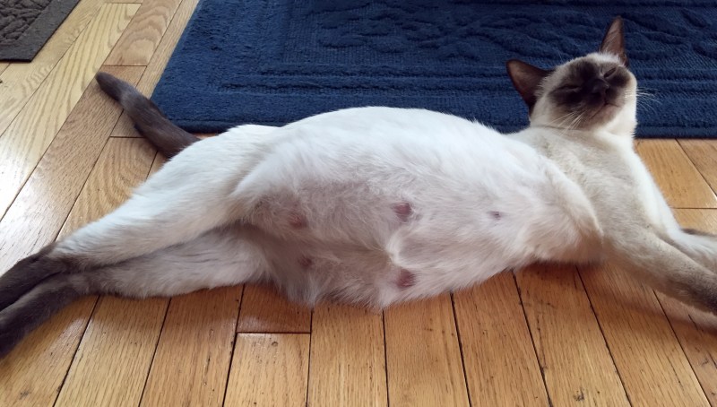 Кошки вынашивают котят