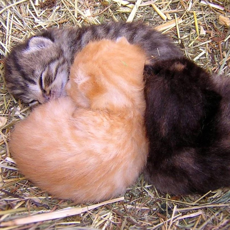 Котята сразу после родов
