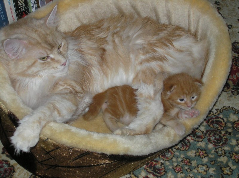 Британская кошка родила котят