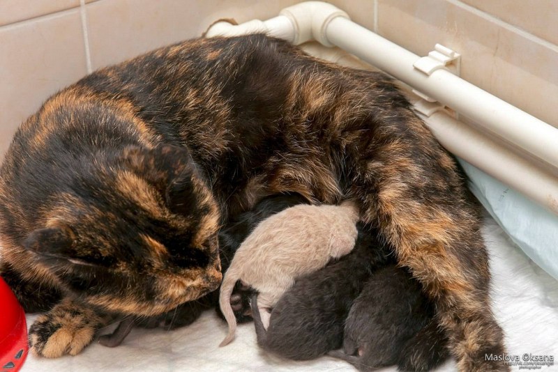 Кошка с новорожденными котятами