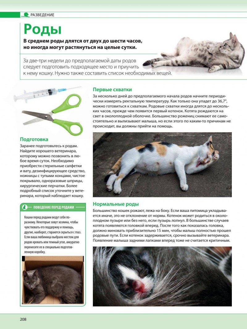 Как выглядит кормящая кошка